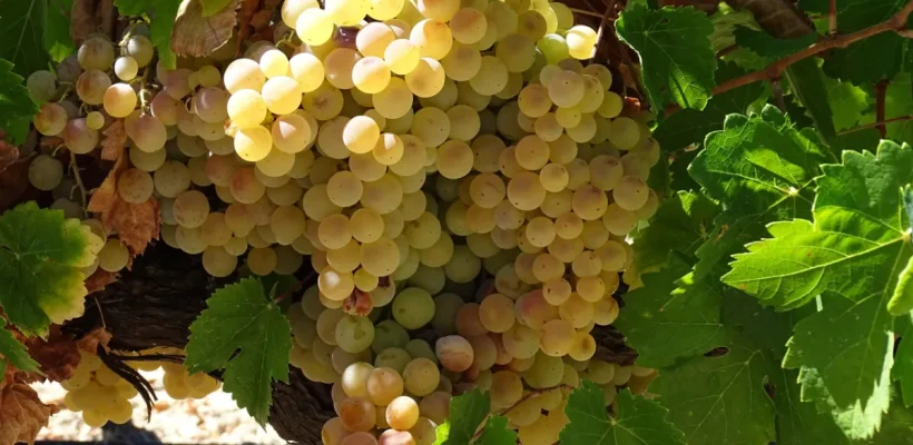 4-FOTO DE CABECERA DE CULTOROTERAPIA. UNA HISTORIA MAS QUE PROBABLE. LOS VINOS DE JEREZ-4ª PARTE - UVA
