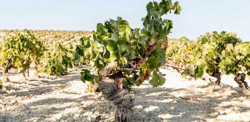 UNA HISTORIA MAS QUE PROBABLE. LOS VINOS DE JEREZ-3ª PARTE - VIÑEDO